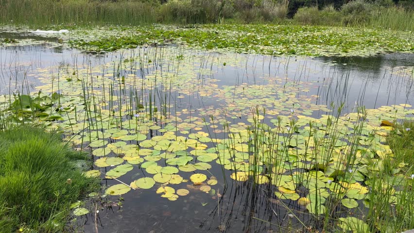 Lilypads on water’s surface at a canal in Cape Town’s Urban Park.