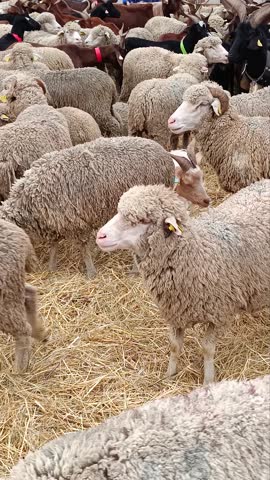 A flock of sheep in an enclosure at the farm or farmers
