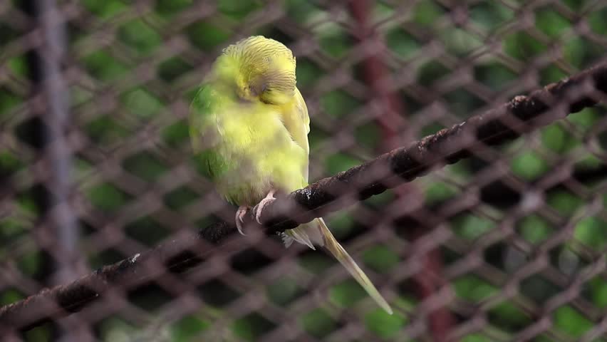 Beautiful yellow budgerigar parrot scratching its feathers, filmed through a wire fence. Close-up view of a small parakeet preening and grooming itself in an outdoor captive environment.