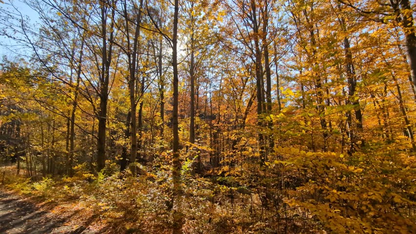 A road through a forest of colorful trees on a sunny fall day
