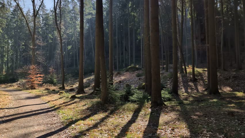 A pathway through a forest illuminated by sunlight - the shades of trees cut across the road
