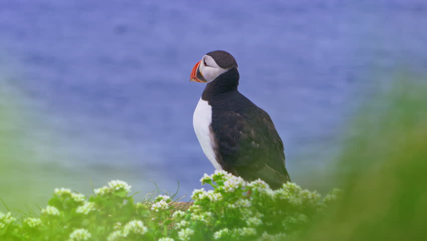 Atlantic puffin, Fratercula arctica, perched amid lush greenery on Hornøya Island, Norway. The puffin gazes over a vibrant blue North Atlantic Ocean, capturing nature