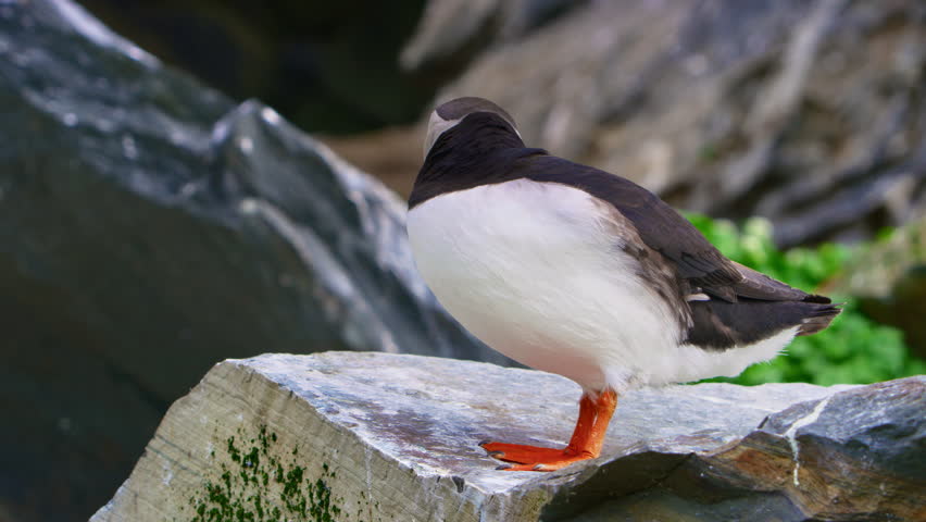 Close-up side profile of an Atlantic puffin (Fratercula arctica) standing on a rock with cliffs on background, Hornøya Island near Vardø, Finnmark, Northern Norway, a bright summer day in the Arctic.