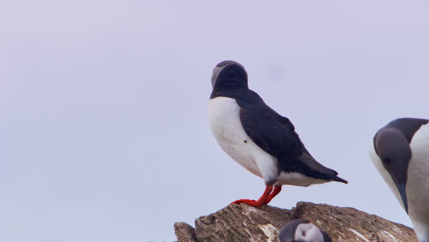 Cinematic shot of an Atlantic puffin standing on a rocky cliff on Hornøya Island, Vardø, Finnmark, Norway, with a razorbill waddling in the foreground against a bright white Arctic sky, Nordic nature.