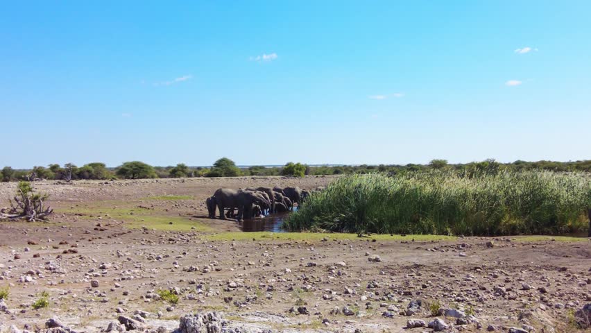 Static shot across the dry Etosha pan edge shows a small herd of African elephants clustered at a narrow water channel beside tall green reeds under a clear blue sky in Etosha National Park, Namibia.