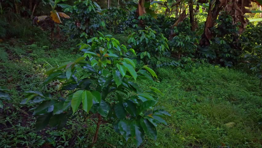 Close up drone reveal of a Colombian coffee plantation with lush green coffee trees and banana trees covered in golden sun in the mountains in Suaita