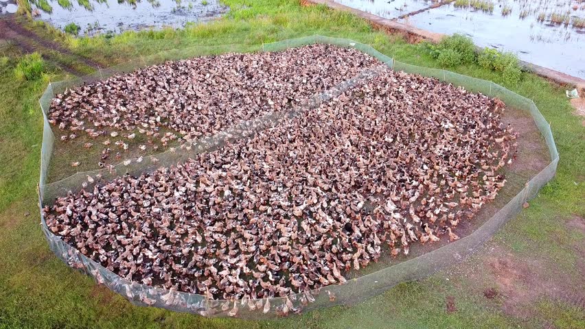 Aerial view of a large flock of domestic ducks confined in a fenced-off outdoor pen surrounded by lush green rice paddies and wetlands.