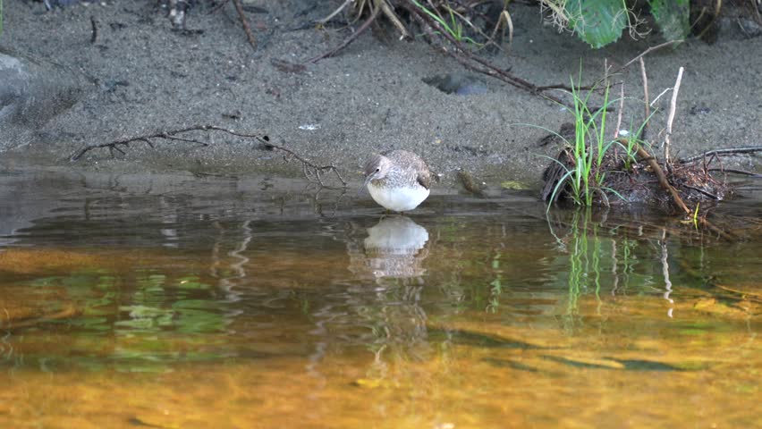 A Lesser Yellowlegs sandpiper looking for breakfast in the small stream.