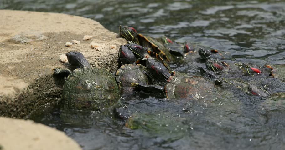 Red-eared slider turtles gather, feeding on bread crumbs at the concrete water