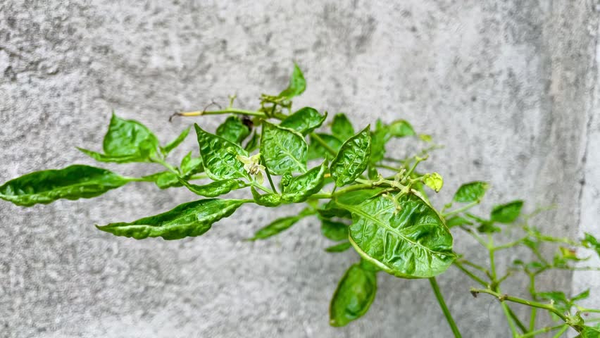 Green chili plant (Capsicum spp.) with glossy leaves against a gray concrete wall. The plant features slender stems and slightly wrinkled leaves, typical of a healthy chili variety. The concrete background is textured, providing a stark contrast to the vibrant foliage. No visible fruit or flowers. The setting appears to be an outdoor garden or urban area.