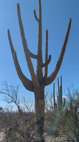 Tall saguaro cactus with many arms in Saguaro National Park