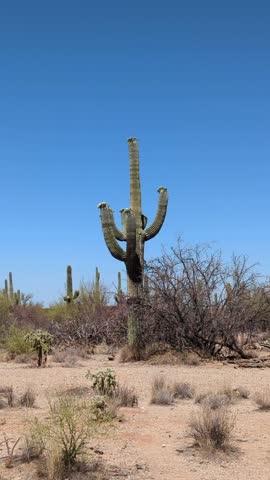 Saguaro cactus with flowers in Saguaro National Park, Arizona
