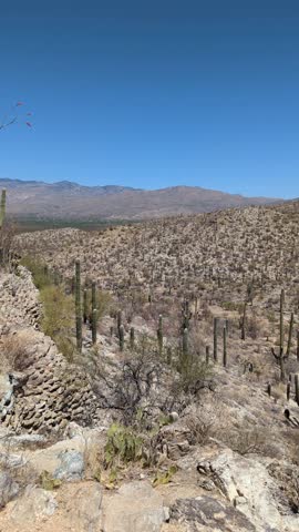 Panning across the Sonoran Desert in Saguaro National Park