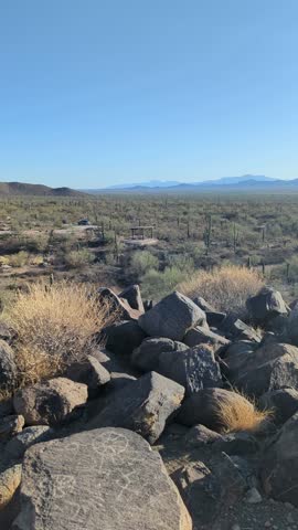 Panning across a vast saguaro cactus forest in Arizona, USA