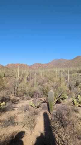 Panning across a saguaro cactus forest in Arizona, USA