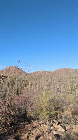 Panning across a saguaro cactus forest in Arizona, USA