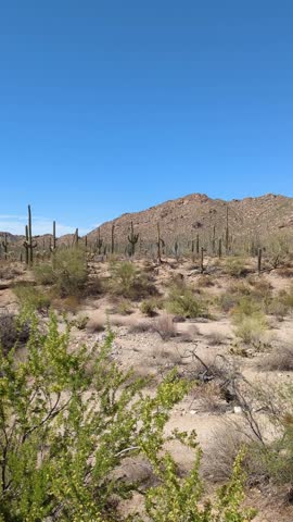 Panning across saguaro cactus forest in Arizona, USA