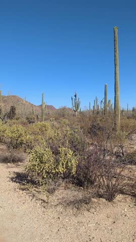 Panning through the Sonoran Desert in Saguaro National Park