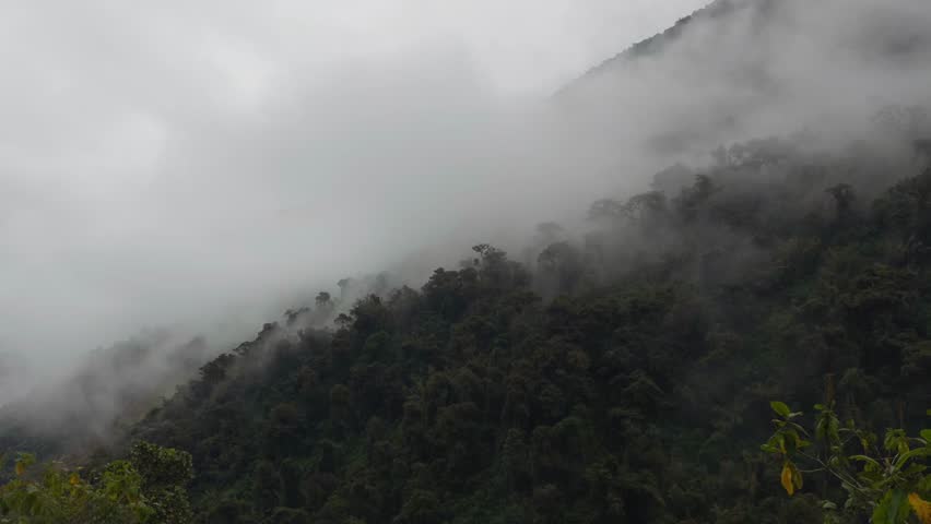 Fog Rolling Over Dense Rainforest Mountainside