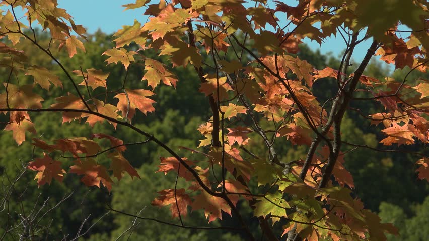Beautiful red maple leaves on a maple tree in a forest during a sunny day with a green backdrop symbolizing the start to fall.