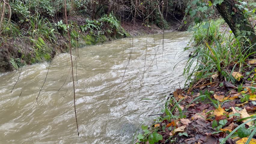 Flooded Brook Flowing Towards Camera Through Hanging Woodland Vines