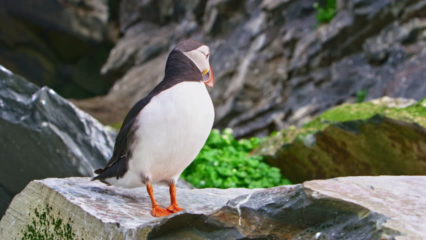 An Atlantic puffin (Fratercula arctica) standing on a rocky ledge at the mouth of a cavern on Hornøya Island near Vardø, Finnmark, Northern Norway, looking around and flexing its wings in summer light