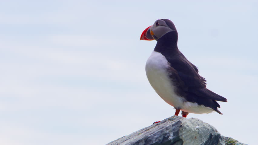 An Atlantic puffin (Fratercula arctica) stands on a rocky cliff at Hornøya Island near Vardø, Finnmark, Northern Norway, looking around under a bright summer sky above the Arctic Ocean.