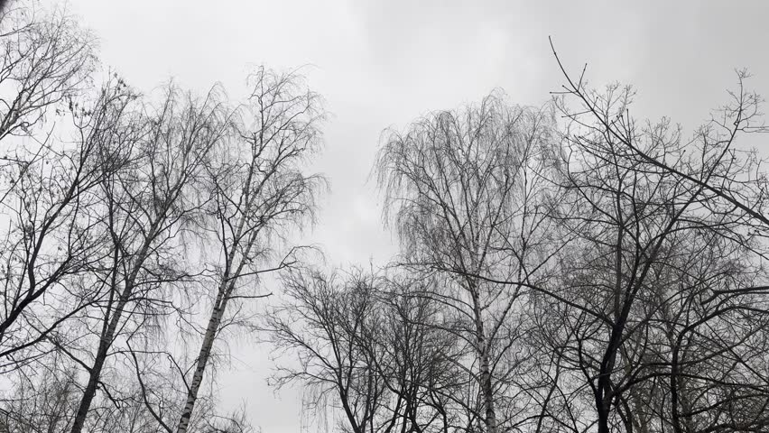 A strong wind shakes the bare trees.