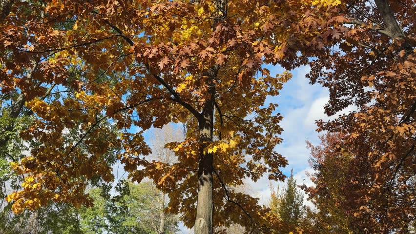 Top branches and trunks of the high maple, red oaks and poplars in park in autumn sunny windy day, bottom up view while vertical panning against the sky
