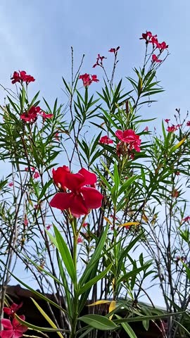 Beautiful Red Flowers beautiful blooms 