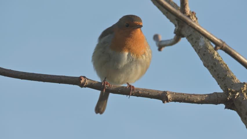 European Robin (Erithacus rubecula) in closeup, singing from the branch of a tree. Kent, UK, December. With sound