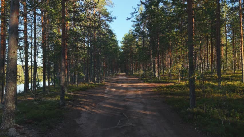 The camera moves forward along a straight dirt road in a pine forest. Tall trees line both sides, casting long shadows on the ground. Sunlight filters through the branches, lighting patches of green