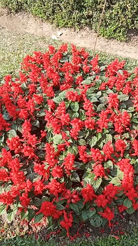 A stunning display of bright red tubular flowers clustered in tall spikes, standing out against lush green foliage. This plant adds vibrant color to gardens, blooming from summer through fall in full sun. It typically grows 1-3 feet tall.