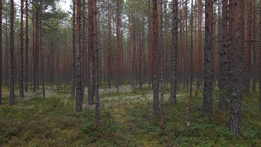 The camera glides forward through a dense pine forest, moving between tall, straight trunks over a soft carpet of green moss and low undergrowth that stretches into the distance. Pine forest. Northern