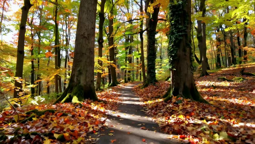 Autumn Forest Path Covered with Colorful Fallen Leaves