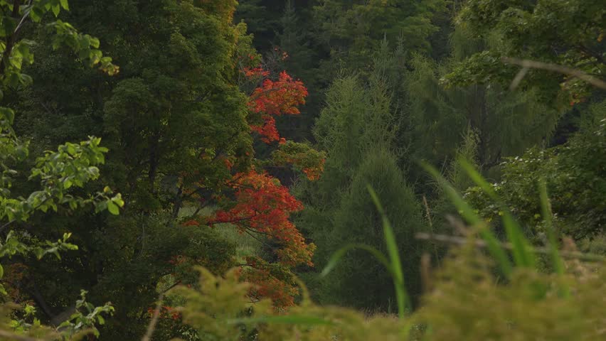 A tranquil forest landscape featuring a striking red autumn tree surrounded by green foliage, tall grasses, and warm light that enhances natural colour contrast and texture.