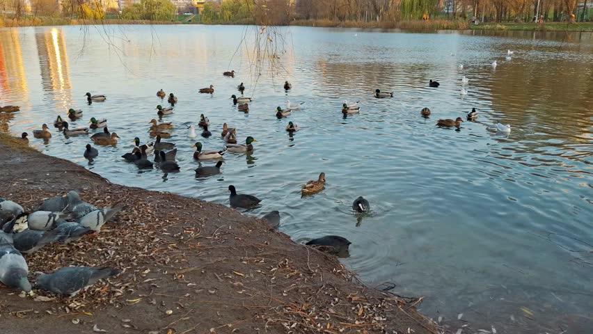 Waterfowl on the lake. Three types of waterfowl - ducks, gulls and coots or Fulica atra or water hen. Non-waterfowl birds - pigeons on the shore
