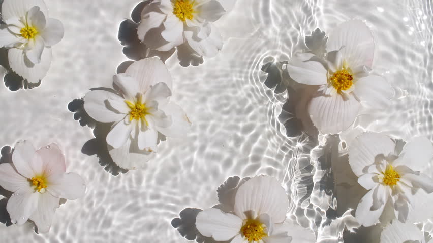 White Jasmine, Chamomile flowers on water surface waves on White background. Water splash. Pure water with reflections sunlight and shadows. Valentines day texture.