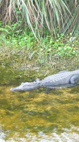 Close up of an alligator in the Everglades Park in Florida