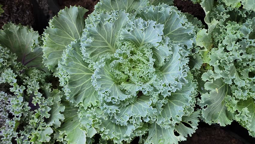 A vibrant top-down view of multiple heads of Ornamental Cabbage and Kale plants growing in pots. The leaves feature beautiful ruffled edges in shades of green, purple, and white. Used for winter gardening, landscape design, and edible flower concepts.