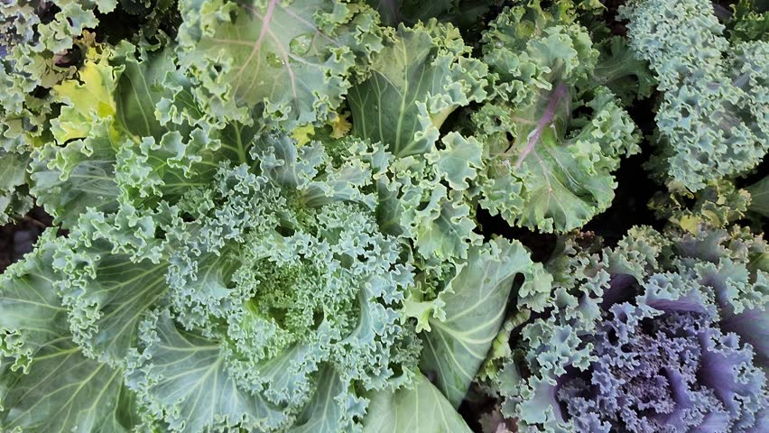 A vibrant top-down view of multiple heads of Ornamental Cabbage and Kale plants growing in pots. The leaves feature beautiful ruffled edges in shades of green, purple, and white. Used for winter gardening, landscape design, and edible flower concepts.