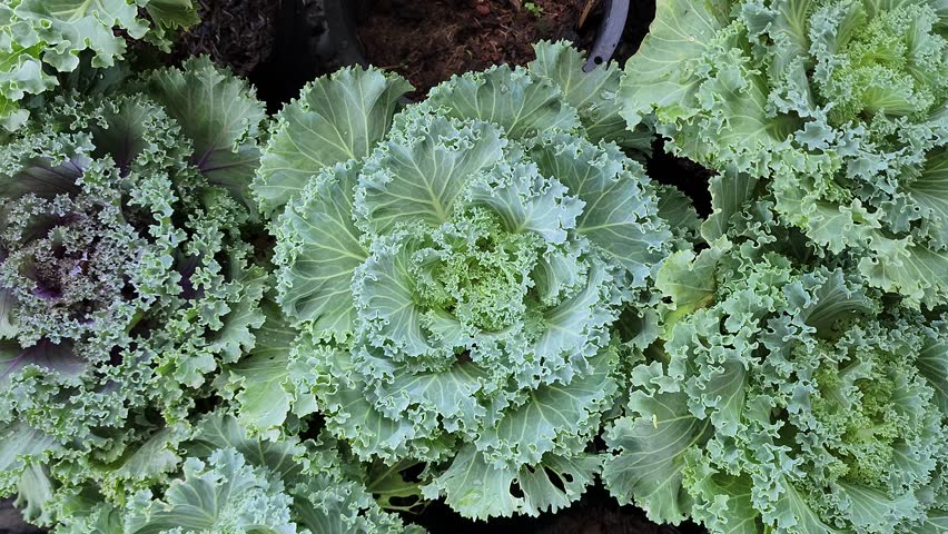 A vibrant top-down view of multiple heads of Ornamental Cabbage and Kale plants growing in pots. The leaves feature beautiful ruffled edges in shades of green, purple, and white. Used for winter gardening, landscape design, and edible flower concepts.