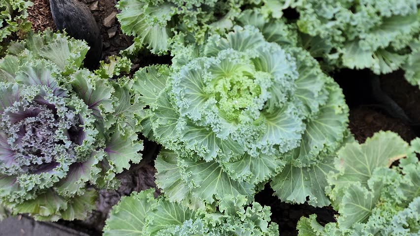 A vibrant top-down view of multiple heads of Ornamental Cabbage and Kale plants growing in pots. The leaves feature beautiful ruffled edges in shades of green, purple, and white. Used for winter gardening, landscape design, and edible flower concepts.