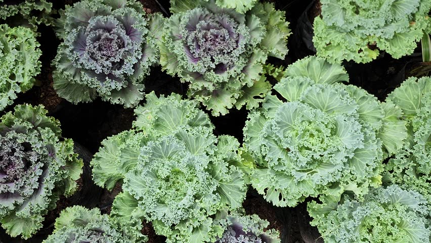A vibrant top-down view of multiple heads of Ornamental Cabbage and Kale plants growing in pots. The leaves feature beautiful ruffled edges in shades of green, purple, and white. Used for winter gardening, landscape design, and edible flower concepts.