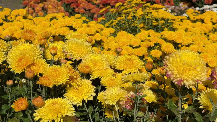 Yellow chrysanthemum flowers in the garden.