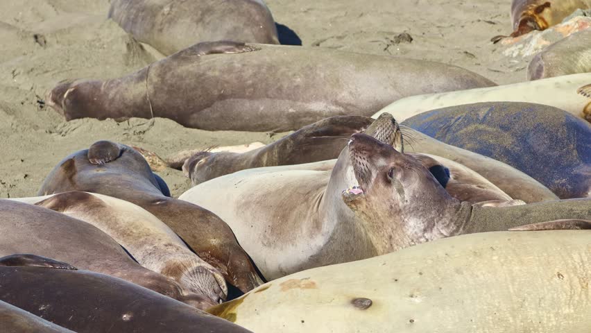 A large colony of northern elephant seals hauled out and resting together on the sandy beach at the Elephant Seal Vista Point near San Simeon