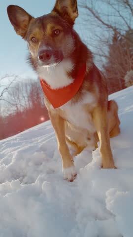 CLOSE UP, LENS FLARE: A spirited dog jumps through the crisp winter air, snagging a snowball in a burst of excitement. The snowy hills and golden sunlight create scene for this playful brown puppy.