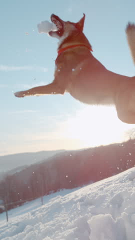 CLOSE UP, LENS FLARE: A spirited dog jumps through the crisp winter air, snagging a snowball in a burst of excitement. The snowy hills and golden sunlight create scene for this playful brown puppy.