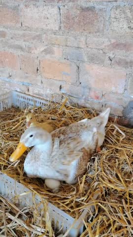 Mother duck sitting in straw nest with cute yellow ducklings on a farm.