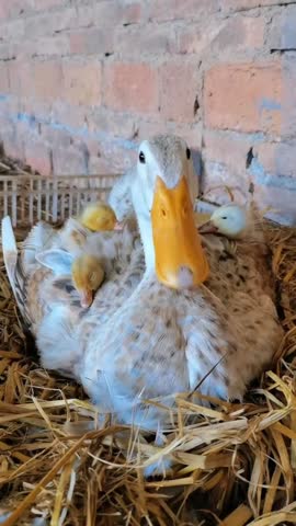 Mother duck sitting in straw nest with cute yellow ducklings on a farm.